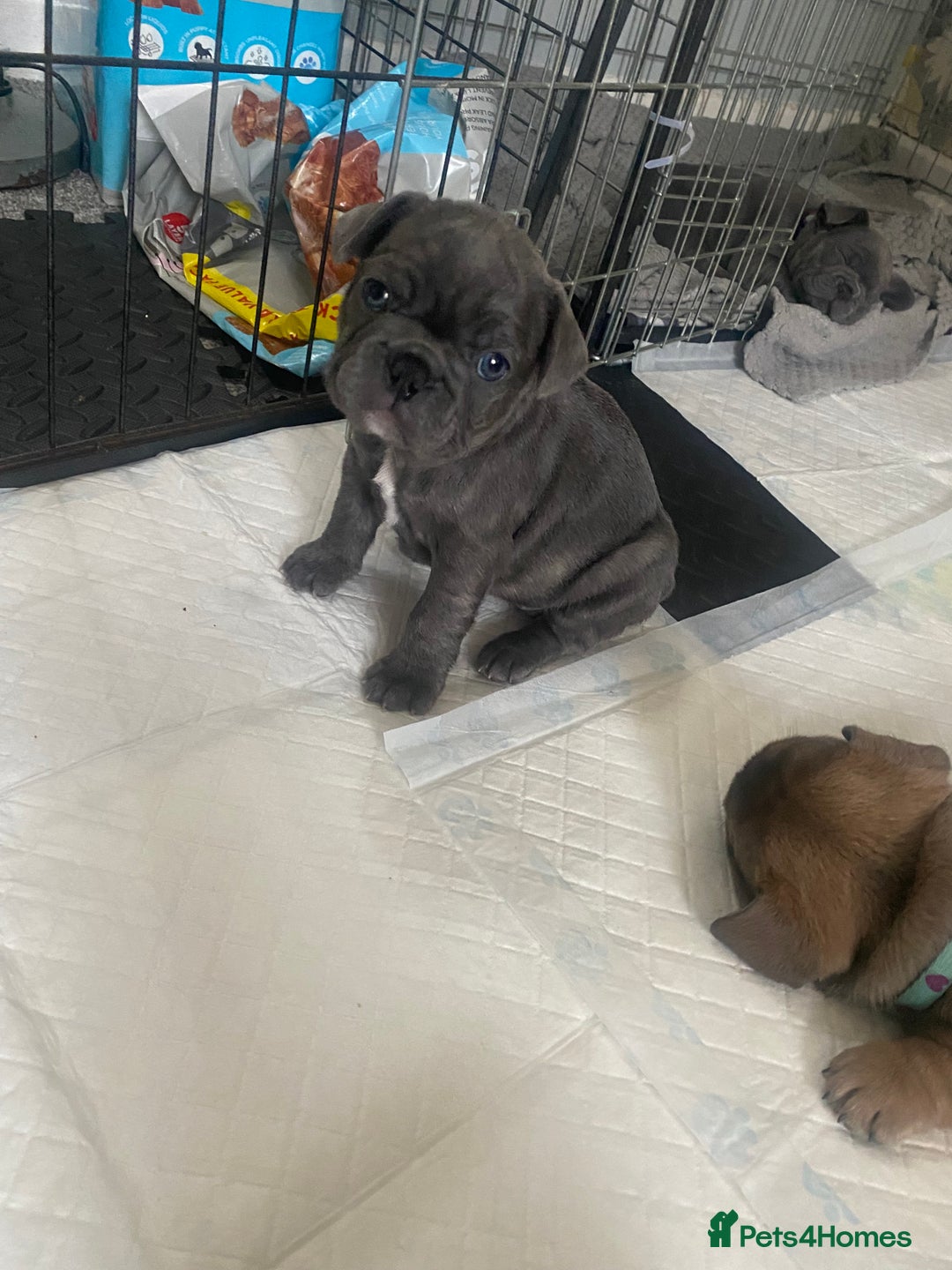 French Bulldog dogs for sale: Beautiful French bulldog puppies  - Image 20