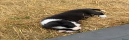 Border Collie dogs for sale: Beautiful Border Collie pups - Advert 12