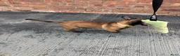 Belgian Shepherd Dog dogs for sale: DARK KC REG BELGIAN MALINOIS PUPPIES - Advert 6