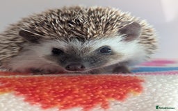 Pygmy Hedgehog rodents for sale: Gorgeous Hoglets!! AVAILABLE/REDUCED!!!! - Image 7