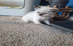 Ragdoll cats for sale: Stunning Ragdoll Kittens - Advert 7