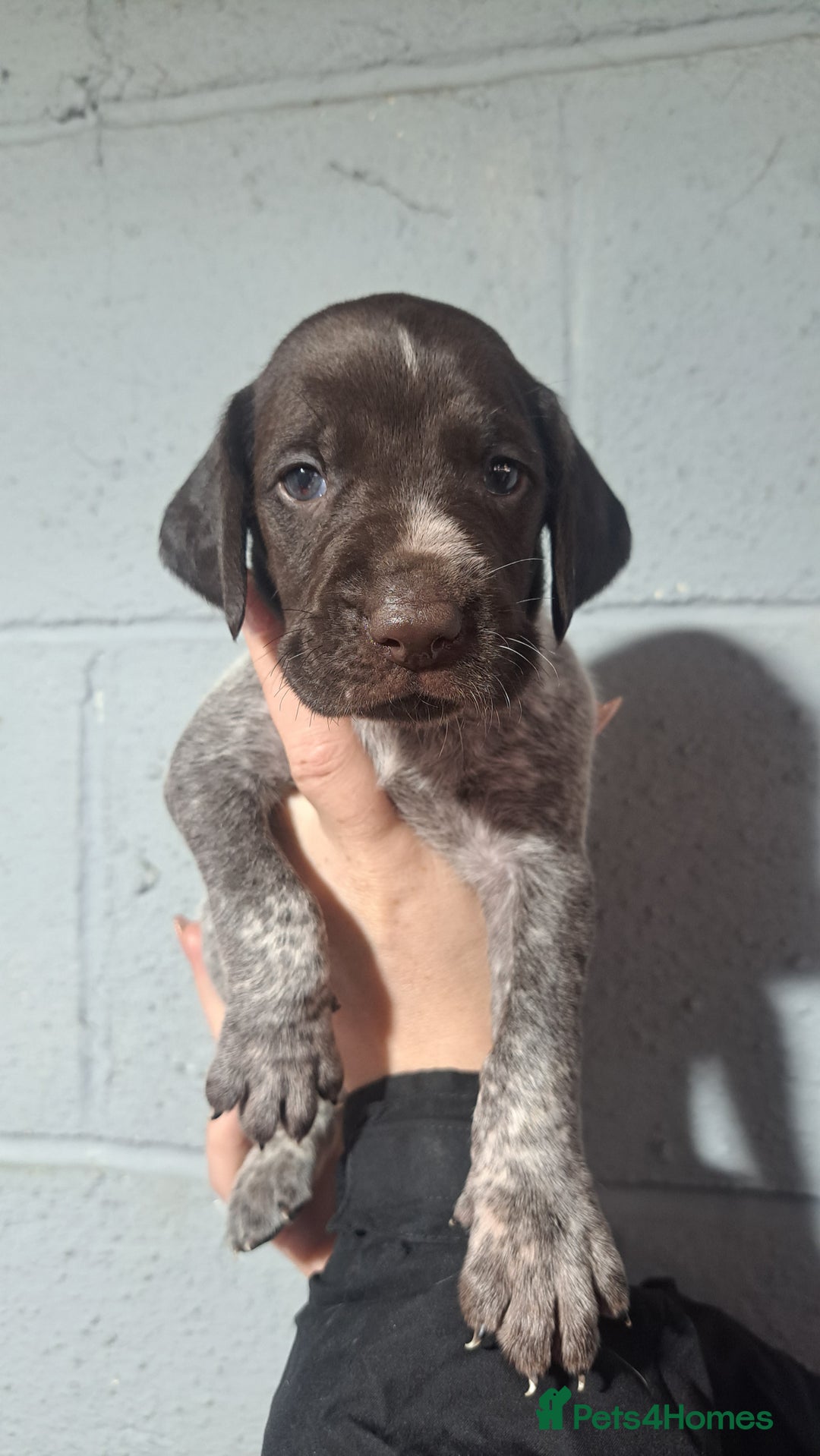 German Wirehaired Pointer dogs for sale: German Wirehaired Puppies 3Dogs READY NOW  in Consett - Image 31