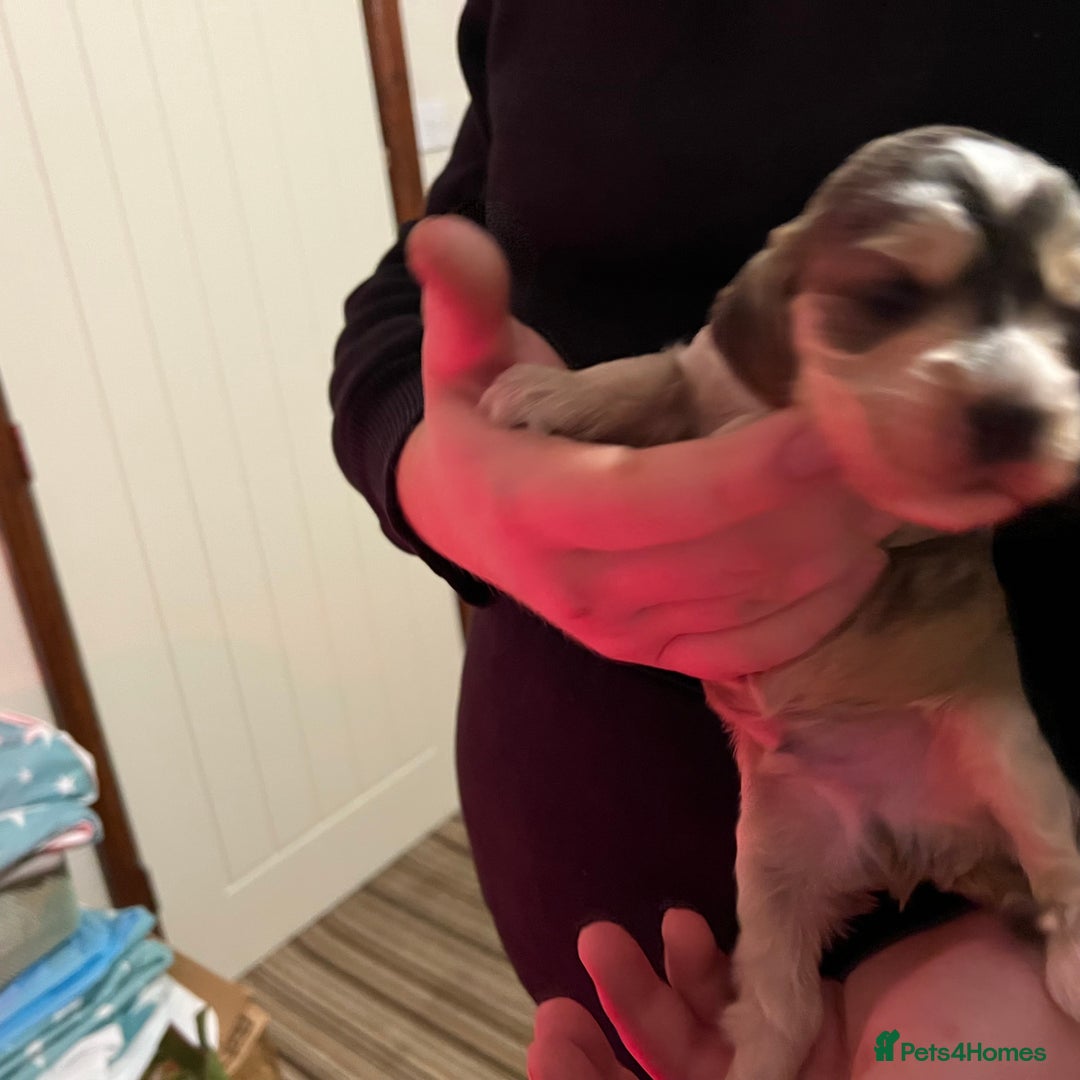 Cockapoo dogs for sale: F1b Cockerpoo puppies. - Image 11