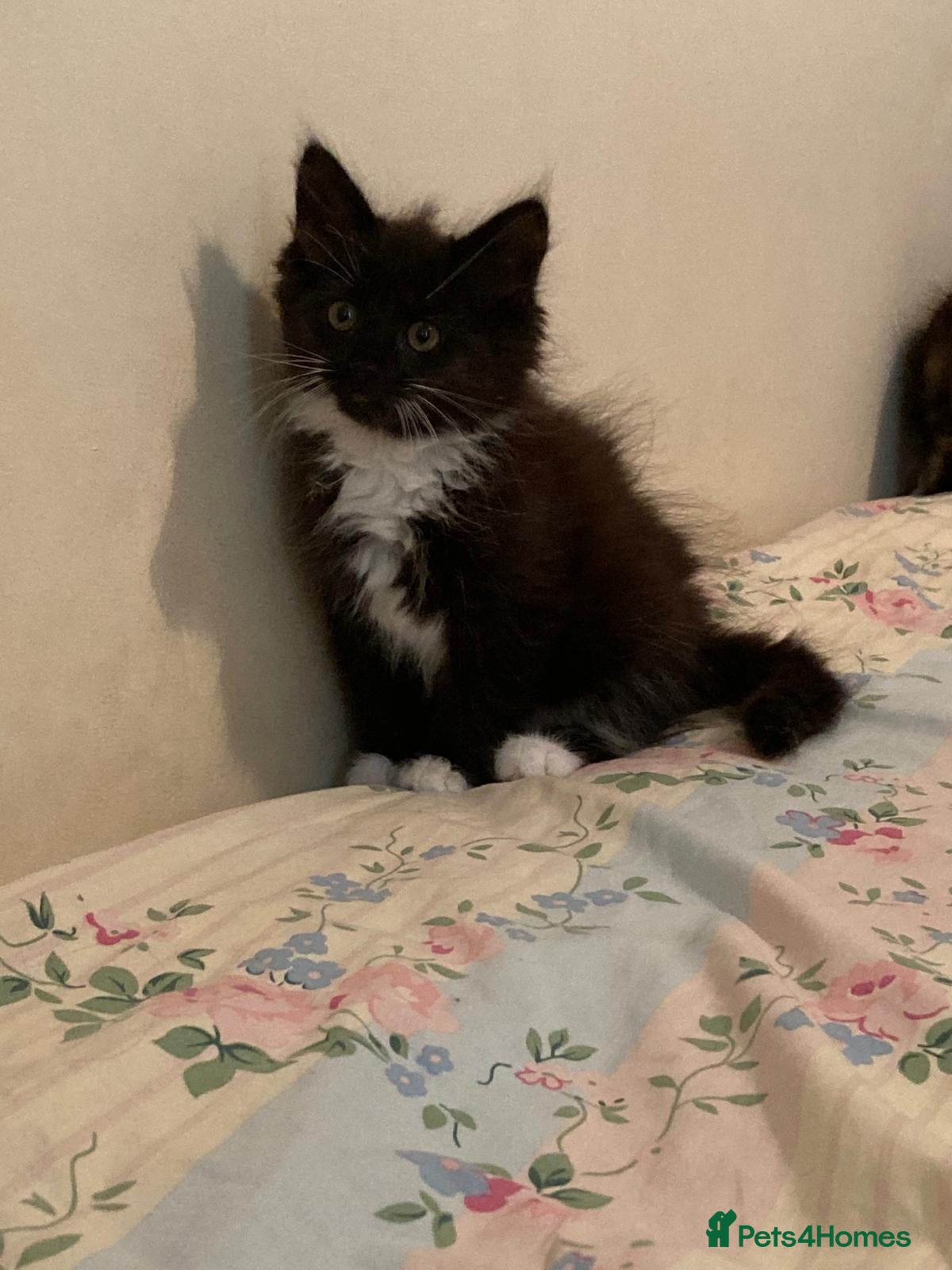 Mixed Breed cats Beautiful long haired female kittens - Advert 2