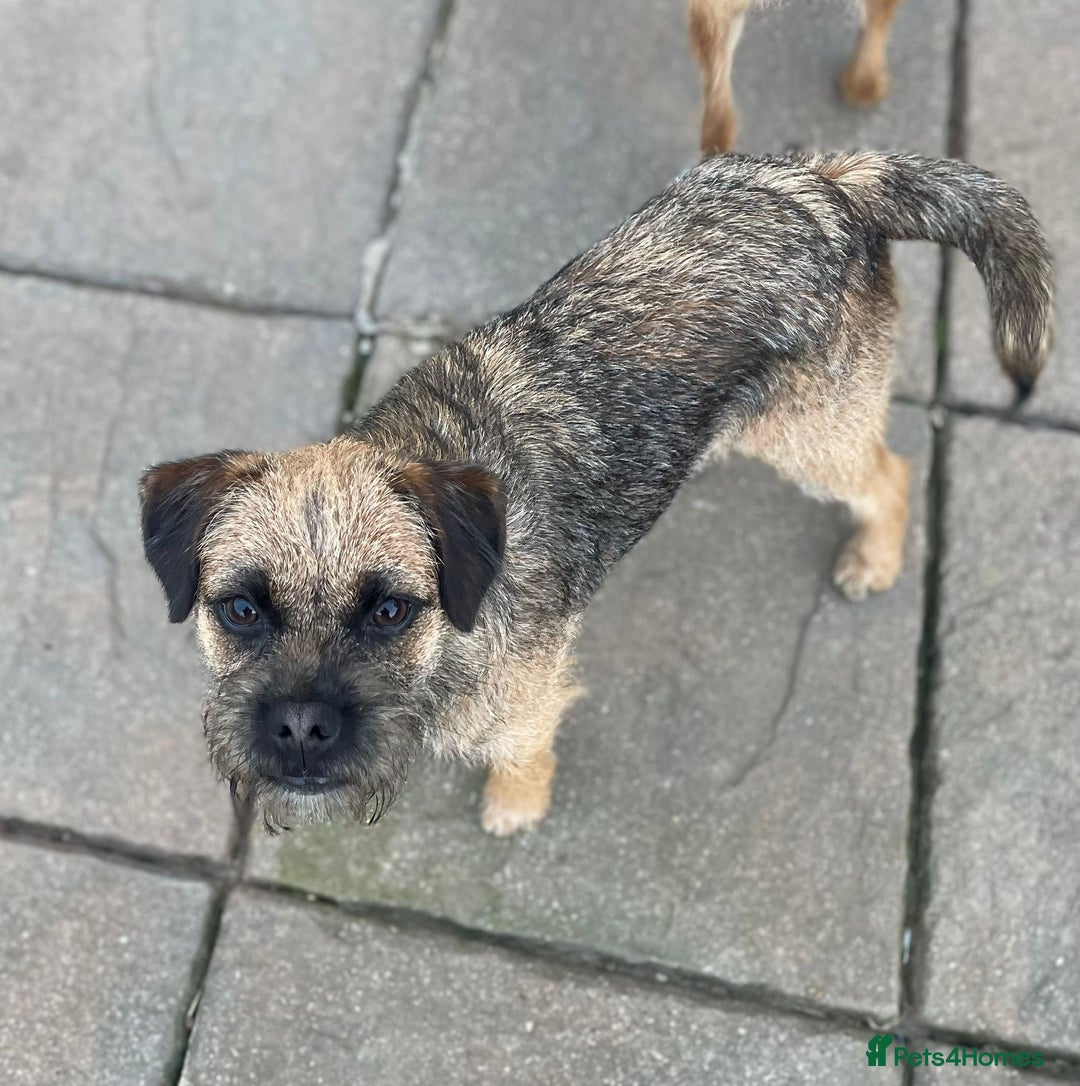 Border Terrier dogs for sale: Kc registered outstanding Border Terrier Pups  - Advert 3