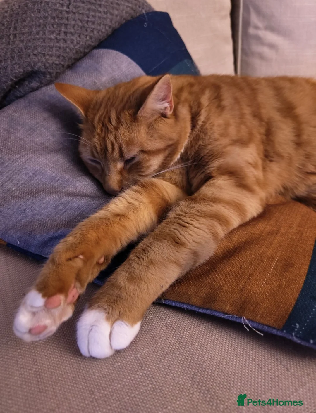 Mixed Breed cats for sale: Pumkin in Chester - Advert 3