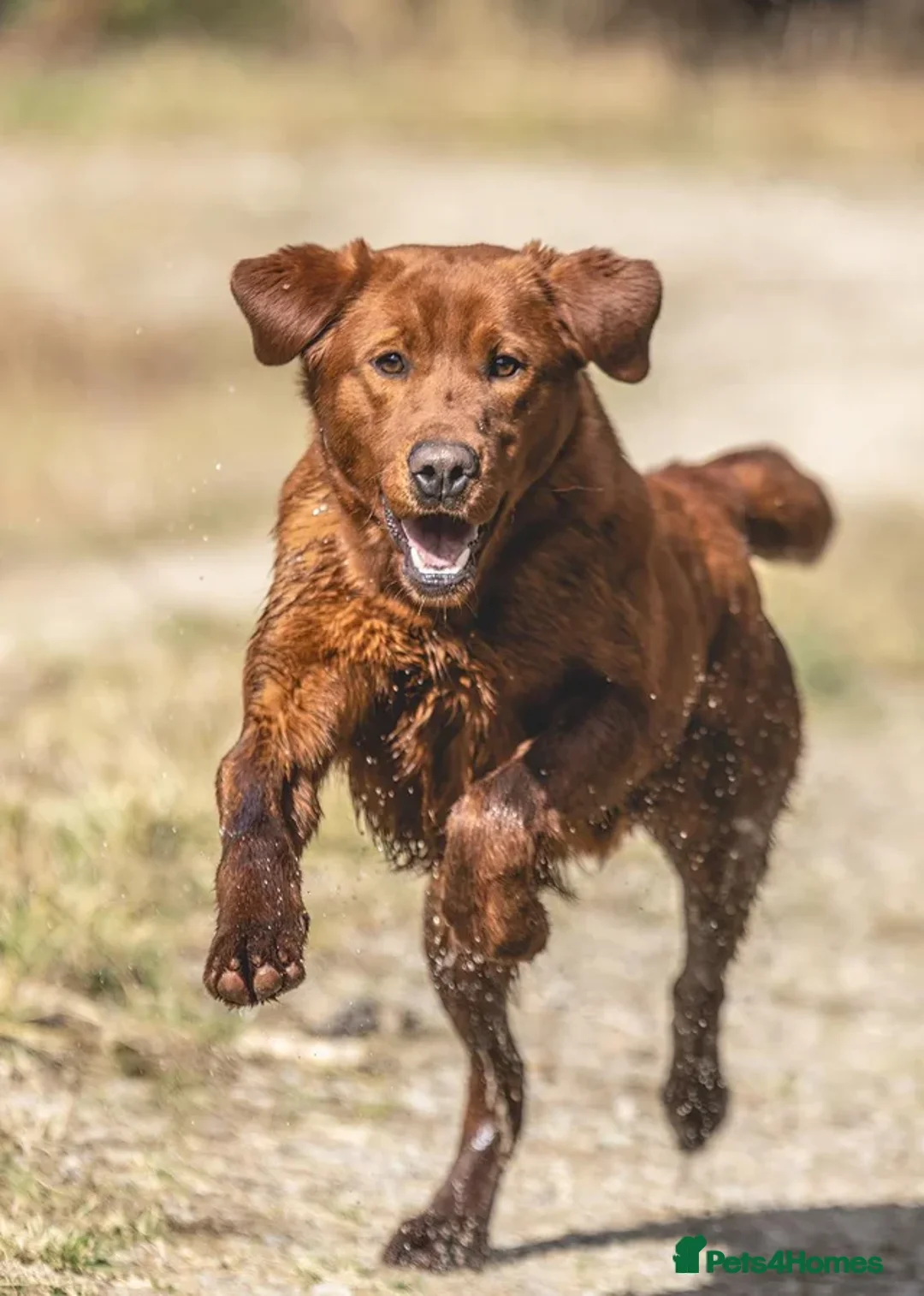 Labrador Retriever dogs for sale: Dark Fox Red Labrador puppies - Advert 2