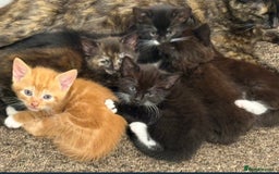 Mixed Breed cats for sale: 6 beautiful kitten for sale - Image 3