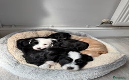 Tibetan Terrier dogs for sale: Tibetan Terrier puppies for sale  - Image 14