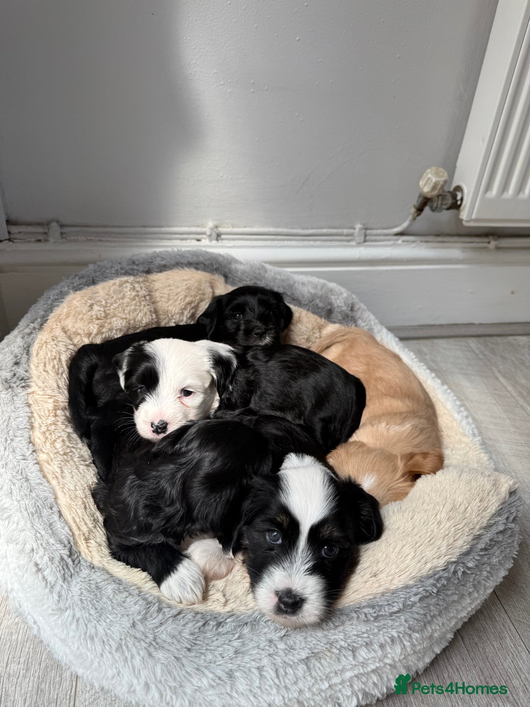 Tibetan Terrier dogs for sale: Tibetan Terrier puppies for sale  - Image 14