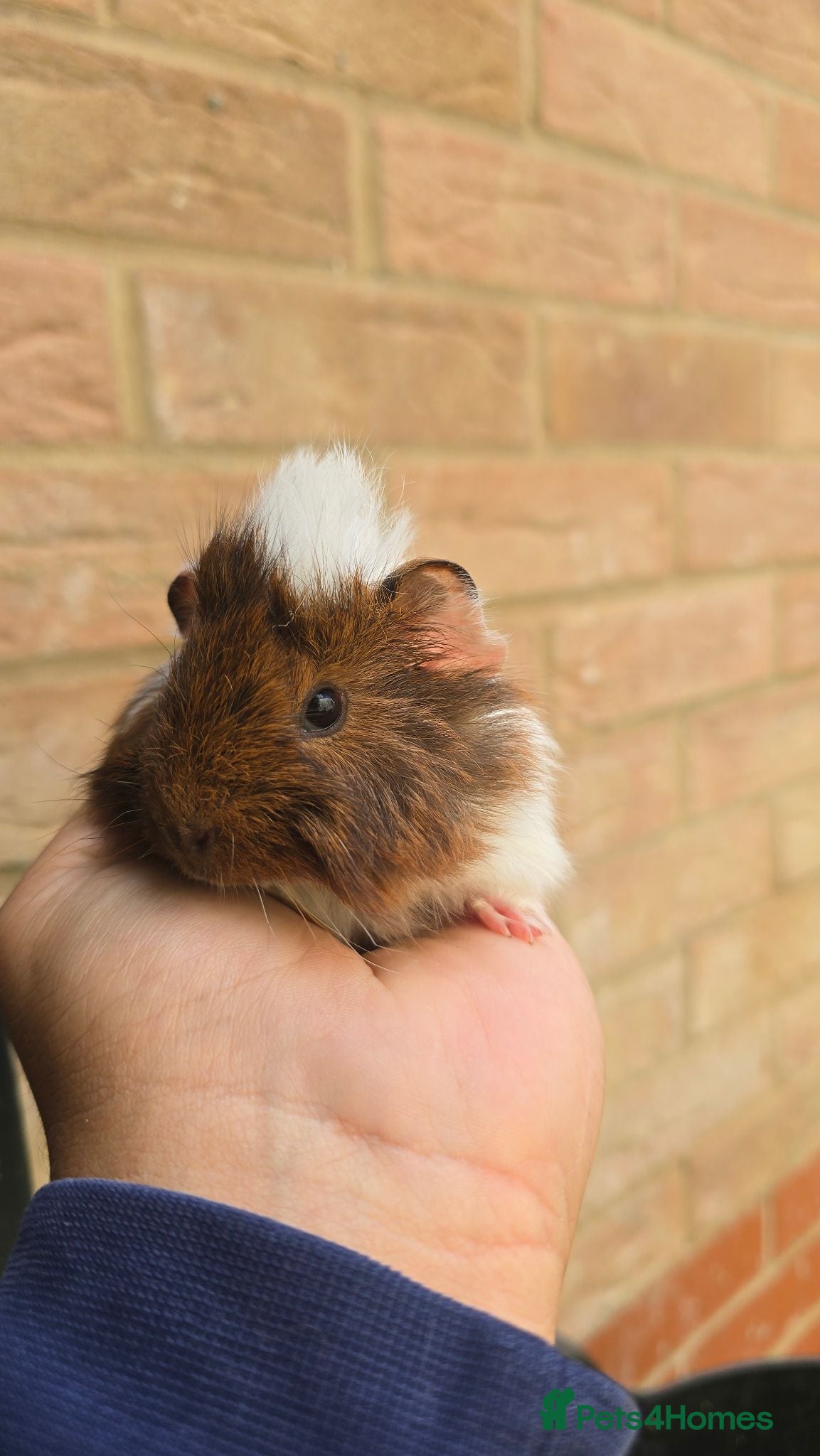 Guinea Pig rodents Baby Guinea.\nPigs - Advert 2