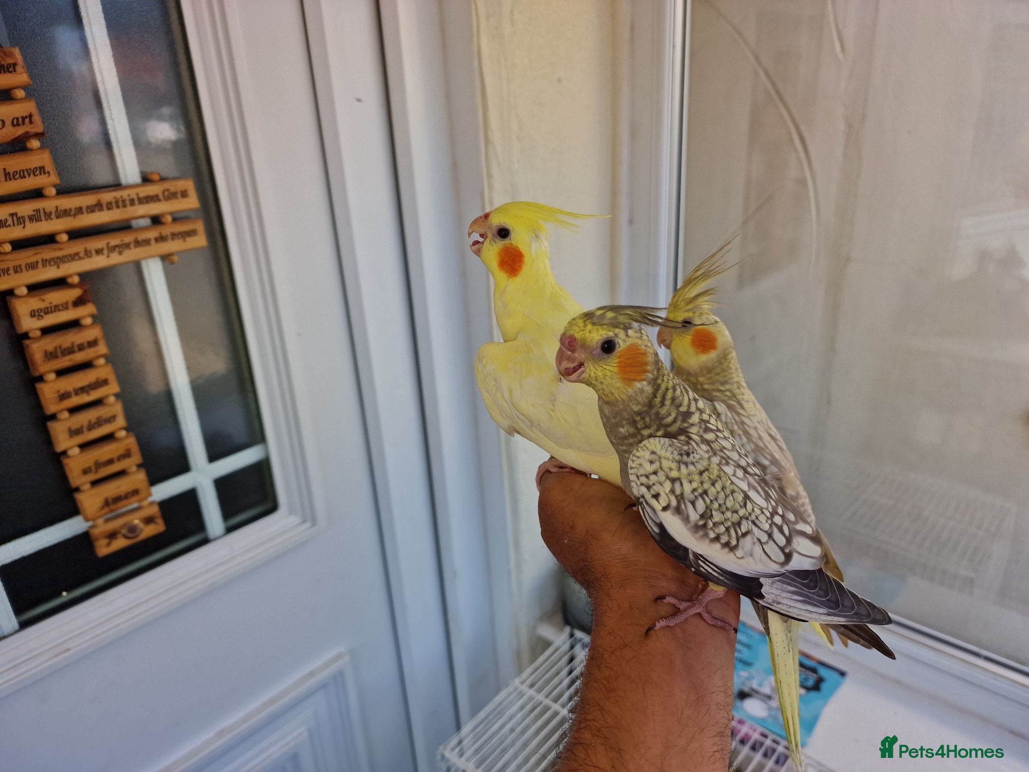 Cockatiels birds Super hand tamed baby cockatiels  - Advert 8