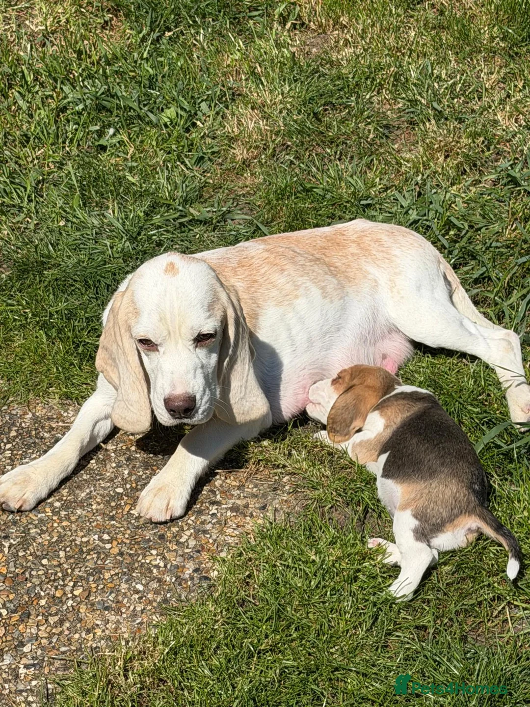 Beagle dogs for sale: Beagle Tricolour Bitch Puppies  - Advert 2