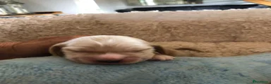Cocker Spaniel 5