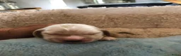 Cocker Spaniel dogs for sale: Unbelievable pure KC reg Show cocker puppies - Advert 33