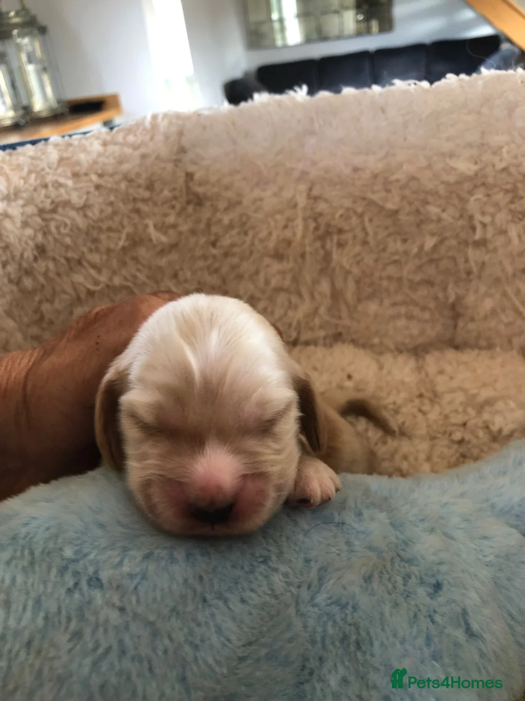 Cocker Spaniel dogs for sale: Unbelievable pure KC reg Show cocker puppies - Advert 33