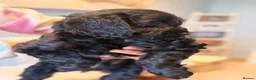 Cockapoo dogs for sale: Stunning F1 Cockapoo black male pup for sale  - Advert 4