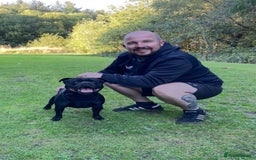Staffordshire Bull Terrier dogs for stud: Phenomenal fertility- New Stud dog 2025 - Image 14
