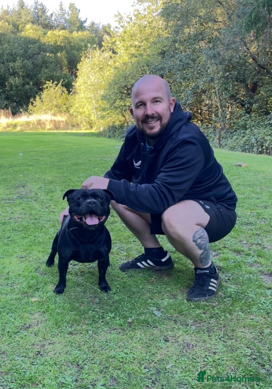 Staffordshire Bull Terrier dogs for stud: Phenomenal fertility- New Stud dog 2025 - Image 14