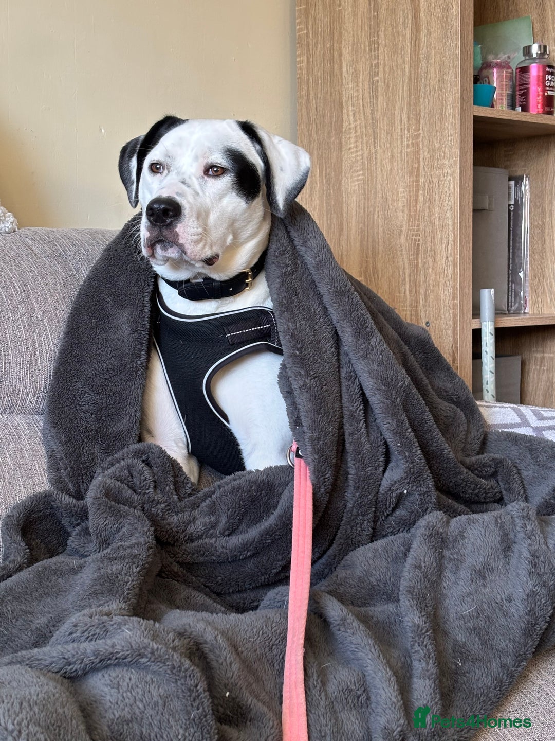 Mixed Breed dogs for sale: Needs new home asap - Advert 2