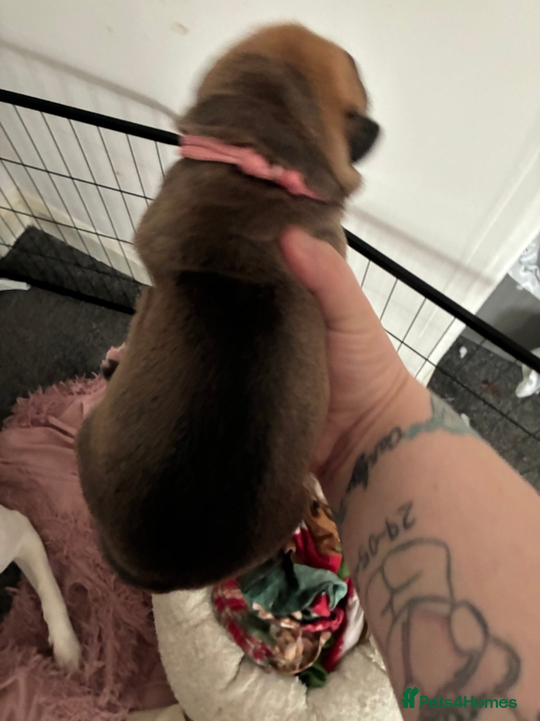 Mixed Breed dogs for sale: Puppies for sale - Image 4