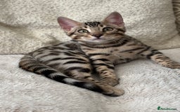Bengal cats for sale: Bengal Kitten 1 - 🌟Pedigree bengal kittens🌟 - Image 3