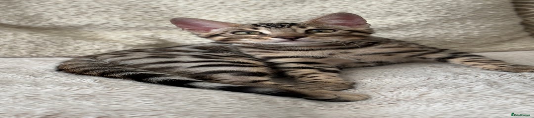Bengal Kitten 4