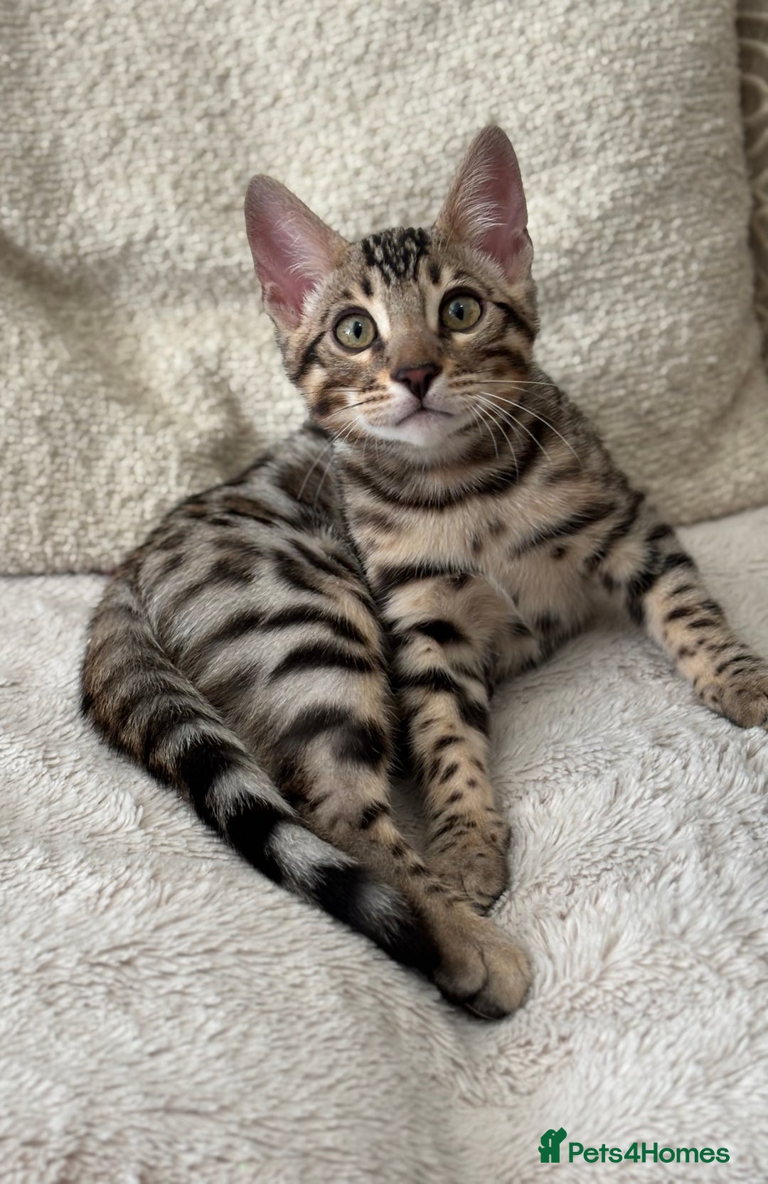 Bengal cats for sale: Bengal Kitten 1 - 🌟Pedigree bengal kittens🌟 - Image 3