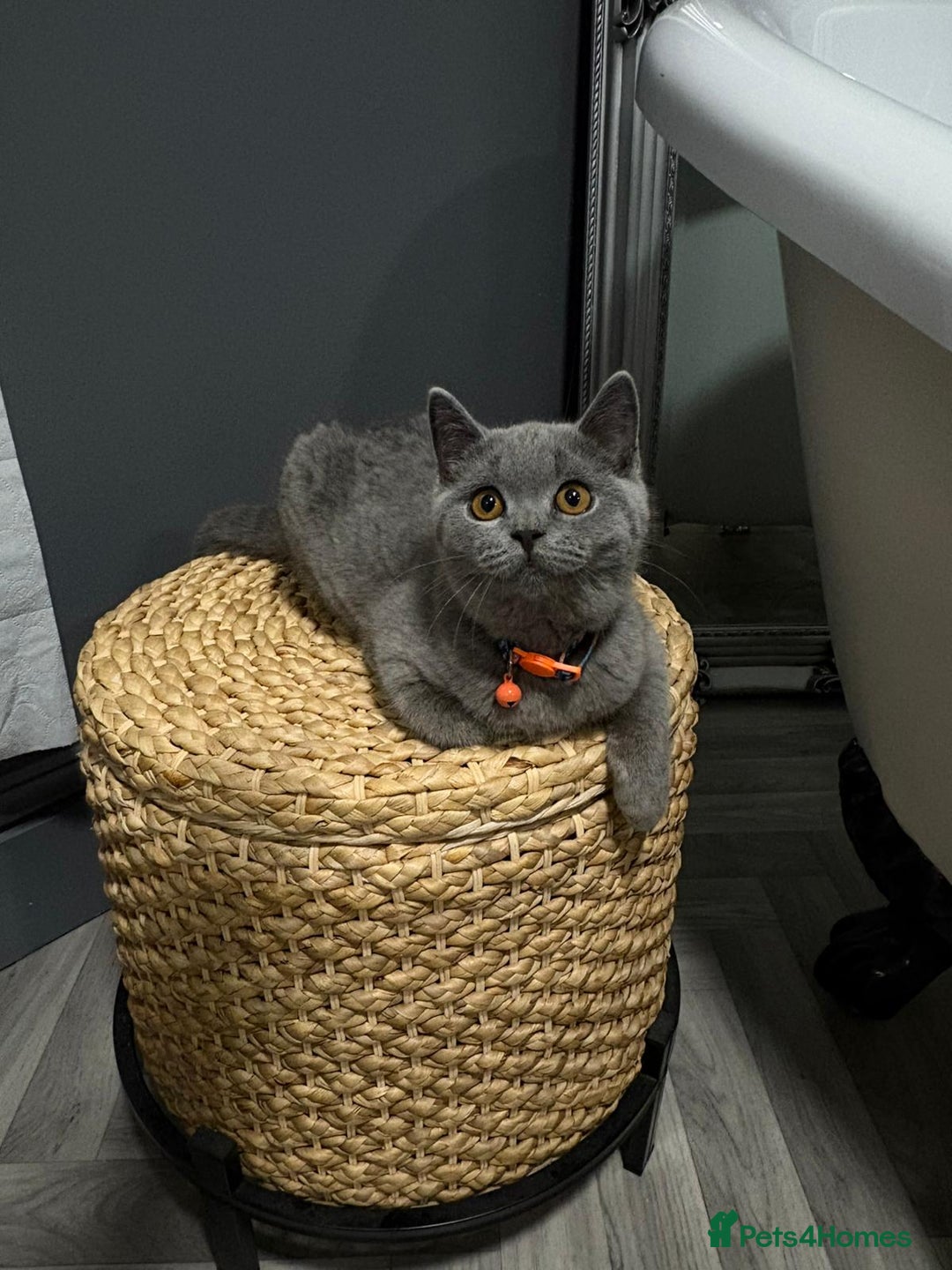 British Shorthair cats for sale: British Shorthair  - Image 3