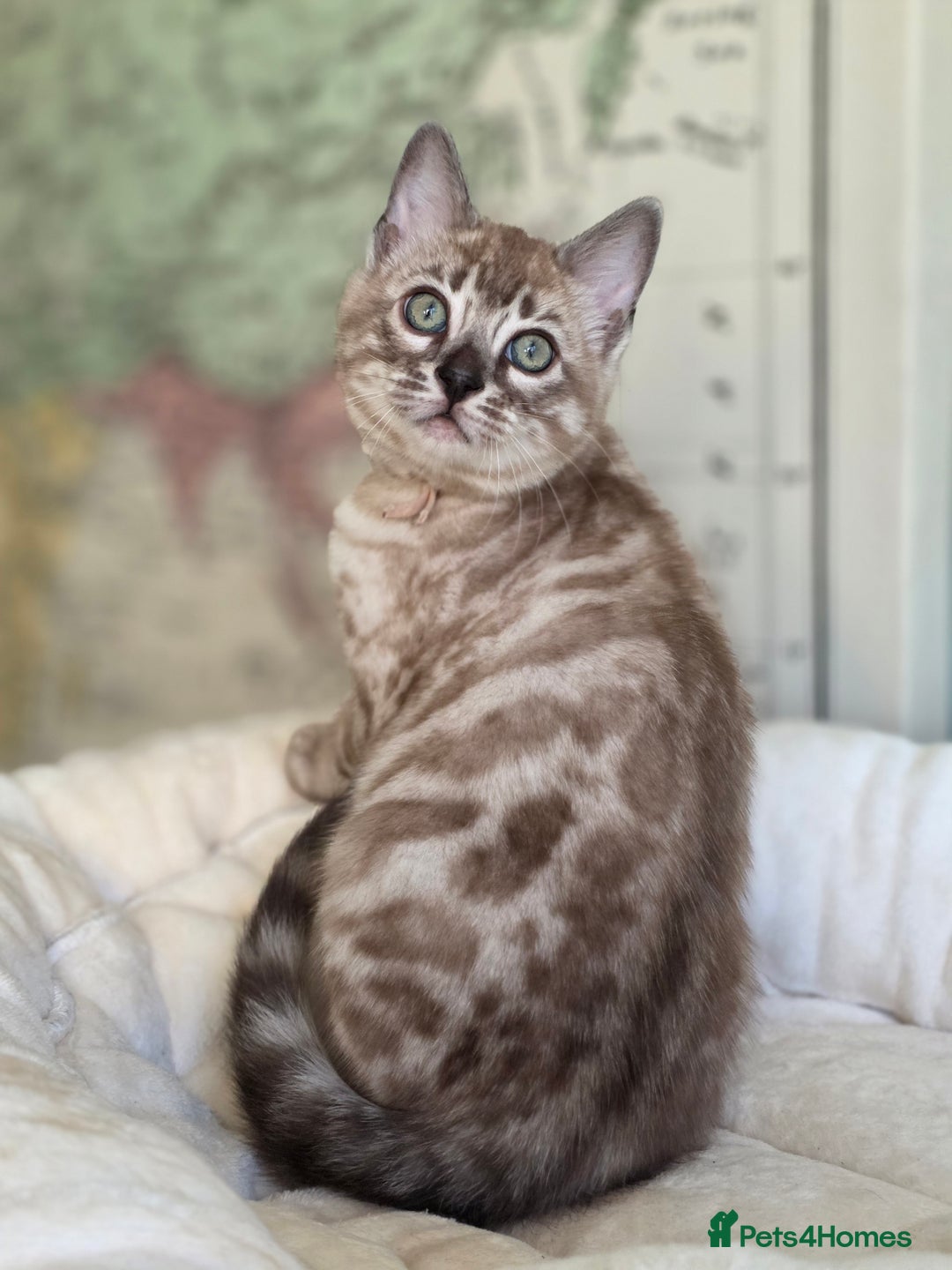 Bengal cats for sale: ❄️ Gorgeous Snow and Charcoal Bengals ❄️  - Advert 25