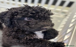 Cockapoo dogs for sale: Beautiful Cockapoos Full Health Tested  - Image 12