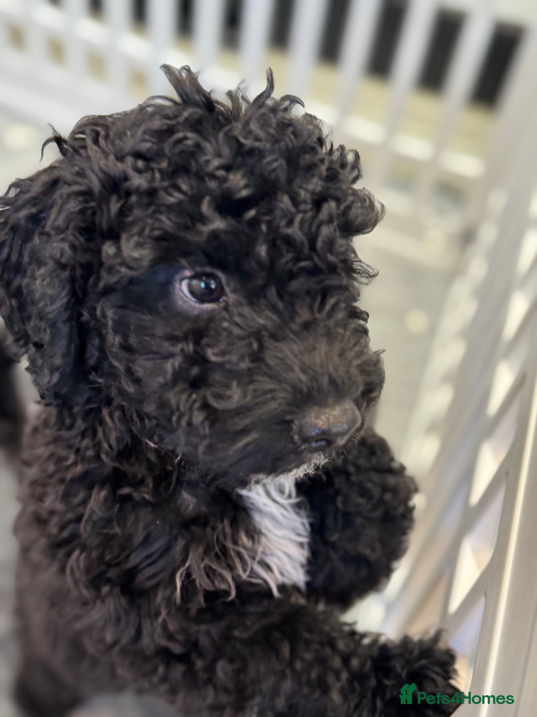 Cockapoo dogs for sale: Beautiful Cockapoos Full Health Tested  - Image 12