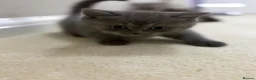 Persian cats for sale: British Persians  - Advert 12