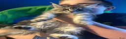 Maine Coon cats for sale: READY NOW Maine Coon Smoke/Silver kittens  - Advert 10