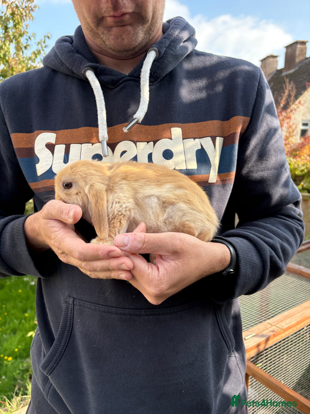 Mini Lop rabbits for sale: Gorgeous Mini Lop Bunny Rabbits - Image 8