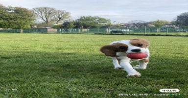 Cockalier dogs - Advert 15