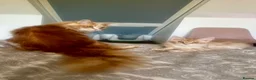 Maine Coon cats for sale: Maine Coons  - Advert 10