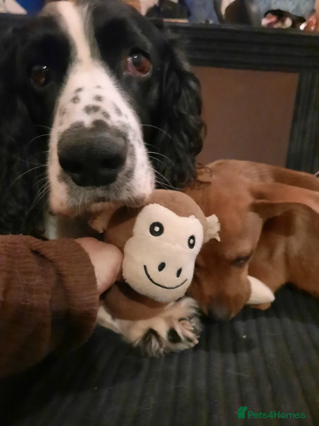 English Springer Spaniel dogs for sale: He loveable and fun  - Advert 9
