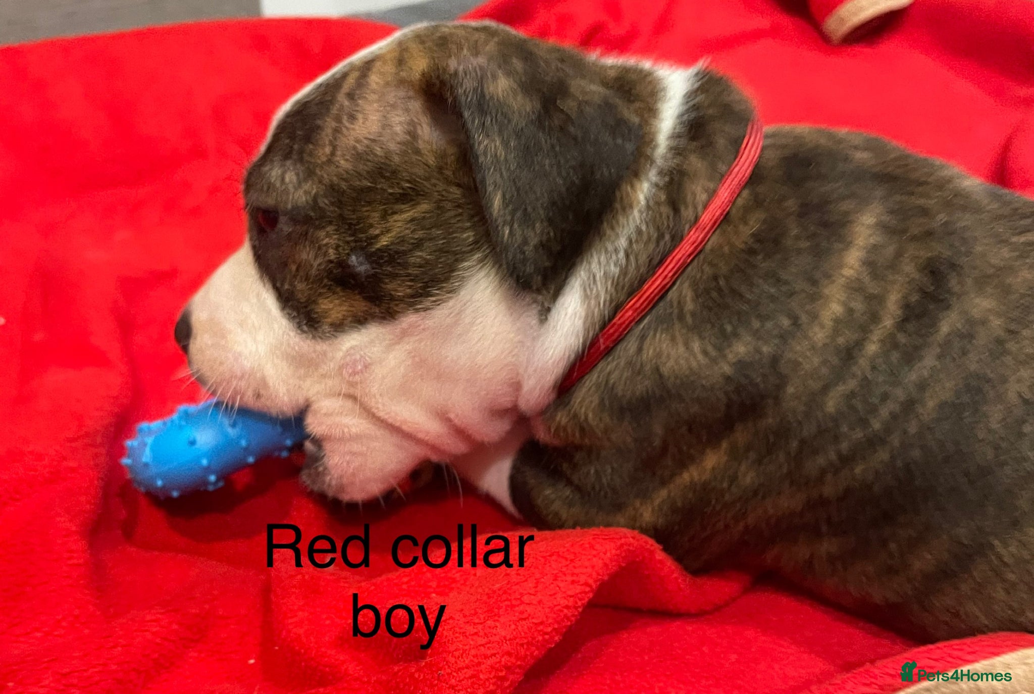 Staffordshire Bull Terrier dogs Stunning litter of staffies  - Advert 4