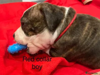 Staffordshire Bull Terrier dogs Stunning litter of staffies - Advert 4