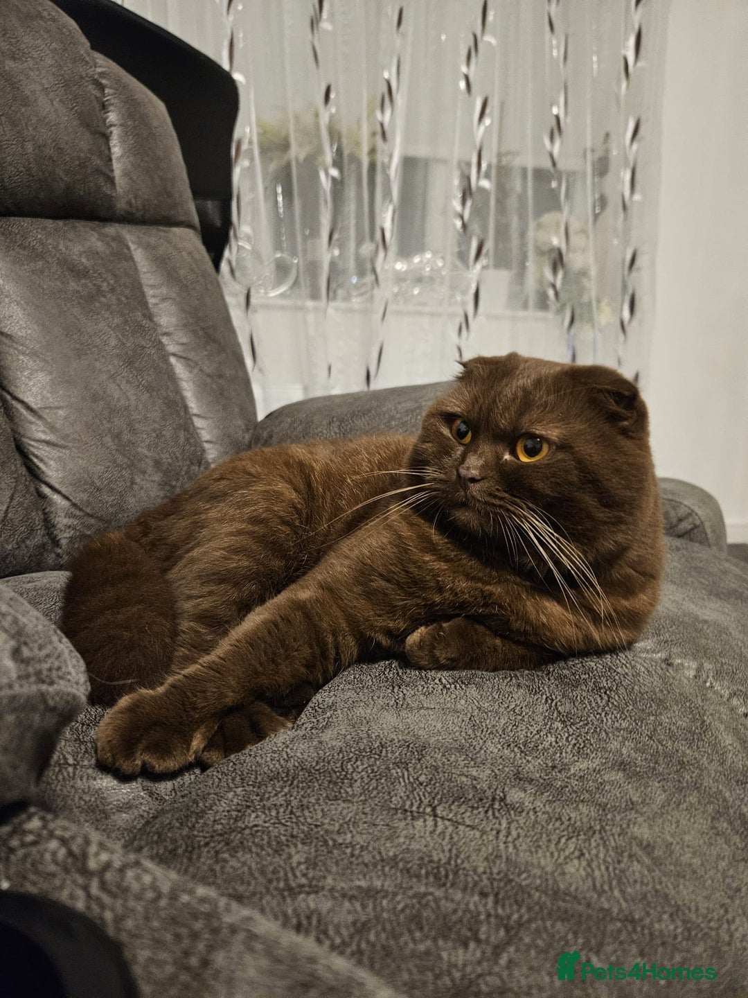 Scottish Fold cats for sale: SF 2 males available  - Image 10