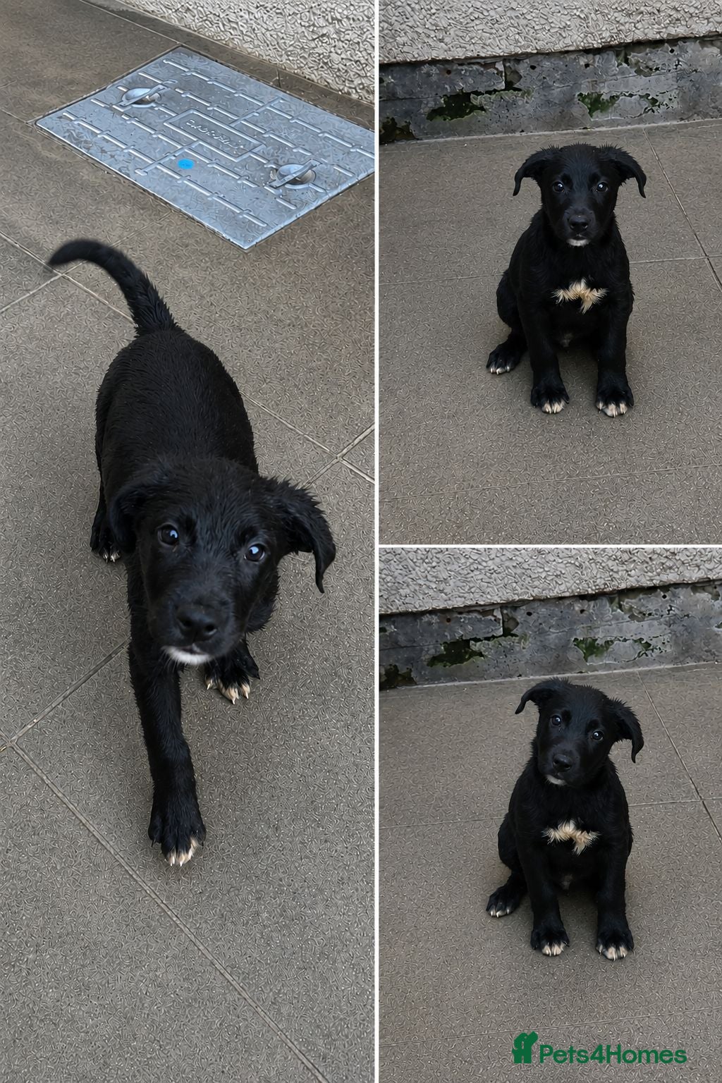 Mixed Breed dogs 🐾Ready now Rottweiler Cross German shepmatian Pup - Advert 18