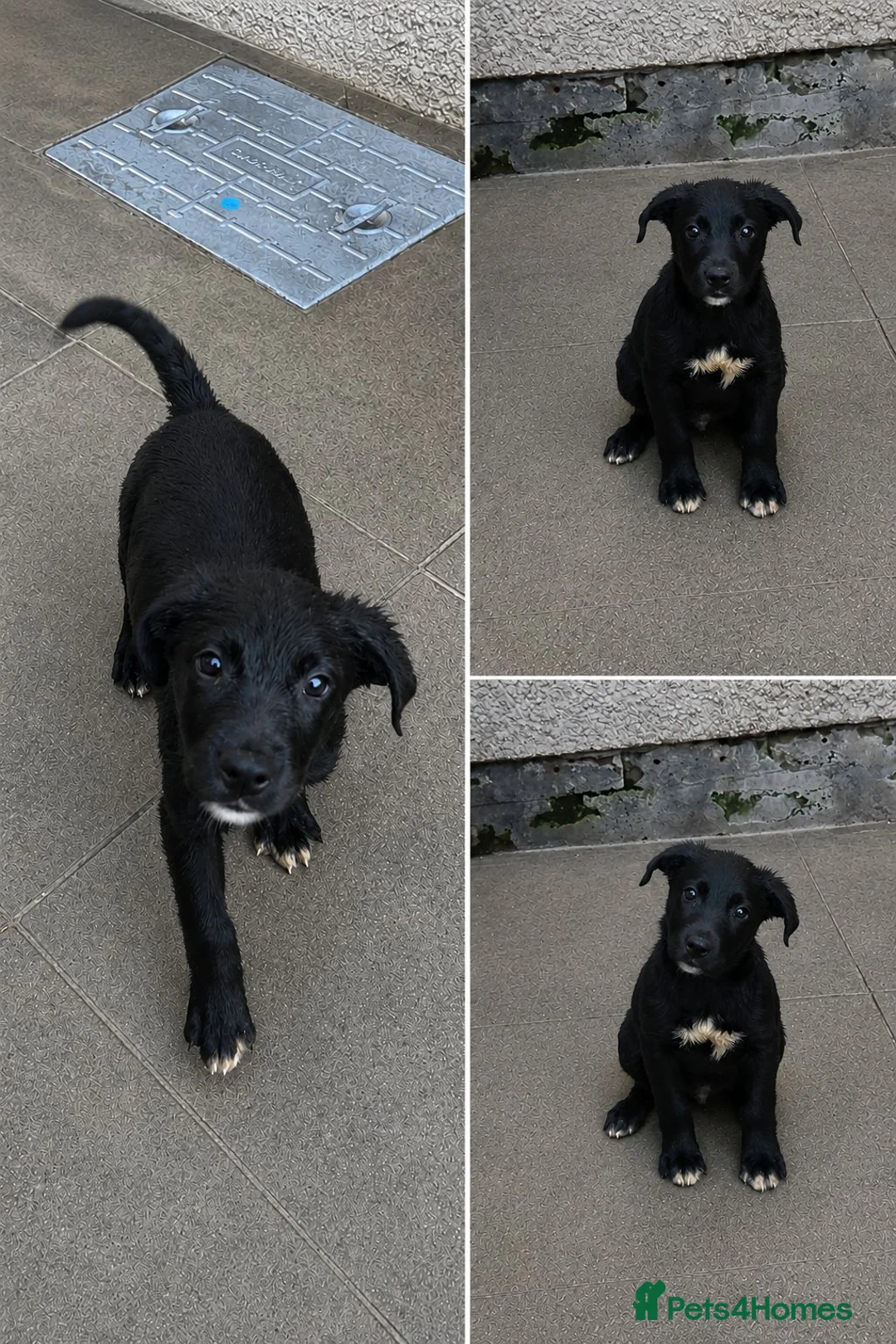 Mixed Breed dogs for sale: 🐾Ready now Rottweiler Cross German shepmatian Pup - Advert 1