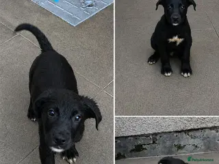 Mixed Breed dogs 🐾Ready now Rottweiler Cross German shepmatian Pup - Advert 18