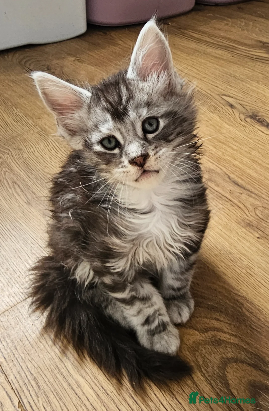 Maine Coon cats for sale: Tica Reg maine coon kittens - Advert 1