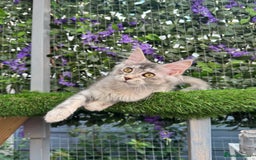 Maine Coon cats for sale: Russian bloodline Maine Coon Kittens 20+Gen! 🏆 - Image 36