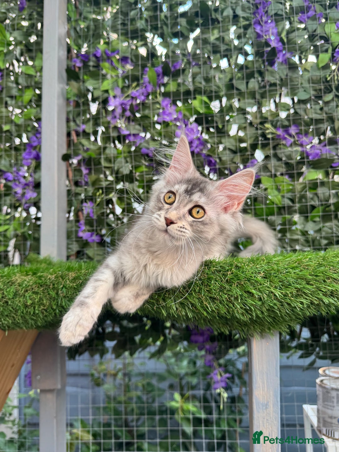 Maine Coon cats for sale: Russian bloodline Maine Coon Kittens 20+Gen! 🏆 - Image 36