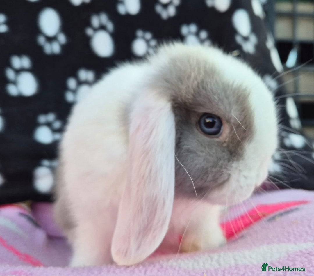 Mini Lop rabbits for sale: 8-9 week old mini lops  - Image 3