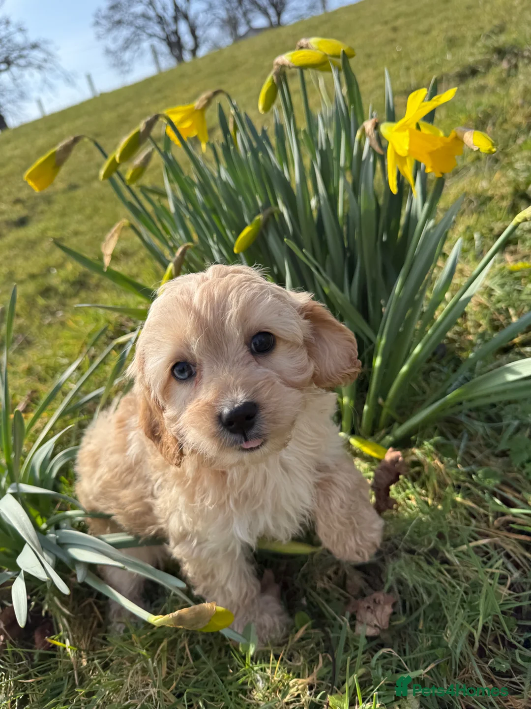 Cavapoo dogs for sale: Ready Now F1 Cavapoos - Advert 7