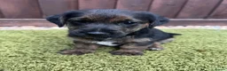 Jack Russell dogs for sale: JackRussel  - Advert 5